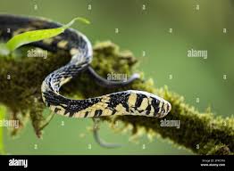 Image result for Spilotes pullatus