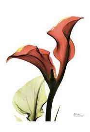 Art Print Calla Lily Red Art Print By Albert Koetsier By Albert Koetsier 19x13in Red Art Print Albert Koetsier Art Prints