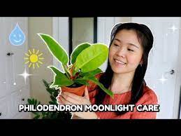 How To Care For Philodendron Moonlight Care Tips And Tricks Youtube Philodendron Care Philodendron Plant Care