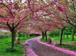 Tak perlu khawatir, karena homify akan menyajikan kepada anda 10 ide taman indah dengan. Background Taman Bunga Sakura