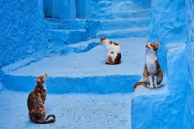 街ネコがいる風景 世界各地で人々の生活映す ナショジオ nikkei style 可愛すぎる動物 子猫 猫大好き