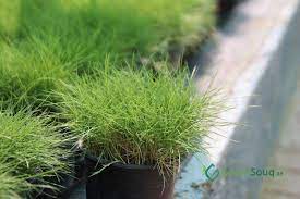 There are several types of zoysia grass to consider as you plan your lawn. Zoysia Japonica Or Korean Lawn Grass Buy Online In Uae Green Souq Uae
