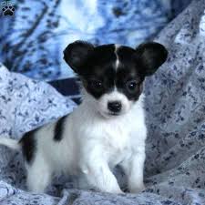 Feel free to browse hundreds of active classified puppy for sale listings, from dog breeders in pa and the surrounding areas. Mary Long Haired Chihuahua Puppy For Sale In Pennsylvania Chihuahua Puppies Cute Chihuahua Chihuahua