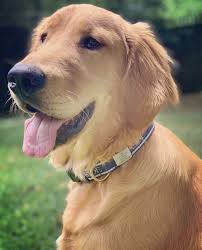 Meet bart and heather with sweet cream goldens located in washington state! Cute Golden Retriever Puppies Idaho Usa Cute Doggies And Puppies Free Images