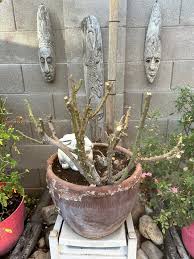 Help! My lantana has a problem