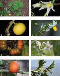 Image result for Solanum aculeatissimum
