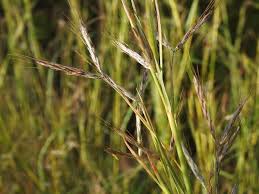 Image result for Hyparrhenia cymbaria