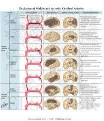Small unchanging aneurysms generally will not produce symptoms. Occlusion Of Middle And Anterior Cerebral Arteries