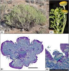 Image result for Pentzia incana