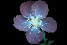 Amazing Photos Capture How Flowers Look Under Ultraviolet Light Glowing Flowers Flowers Ultra Violet