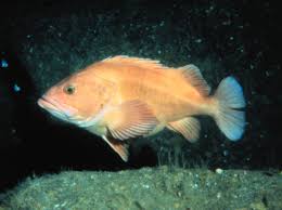 Yelloweye Rockfish Wikipedia