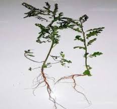 Image result for Phyllanthus pentandrus