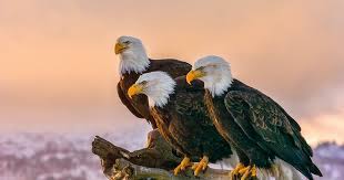 Check spelling or type a new query. American Bald Eagles Are Dying And Scientists May Finally Know Why