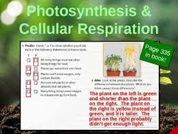 In these systems/plant mitochondria possess an alternate branch in the electron transport pathway (fig. Science Fusion Unit 6 Lesson 1 Photosynthesis And Cellular Respiration Ppt