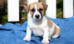 Female jack russell terrier puppy for sale. Jack Russell Terrier Puppies For Sale Puppy Adoption Keystone Puppies