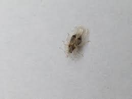 Hallo, bei uns in der wohnung sammeln sich seit ca 2 wochen größere mengen von winzigen gelblichen mücken oder fliegen. Seltsame Mucken Fliegen Im Zimmer Gesundheit Tiere Wohnung