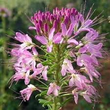 Image result for Cleome macrophylla