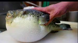 Ikan buntal adalah keluarga besar ikan air tawar yang terdiri dari 100 spesies berbeda. Ikan Buntal Tak Hanya Mematikan Tapi Juga Bisa Memotong Burung Halaman All Kompasiana Com