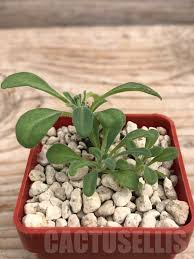 Image result for Aeollanthus