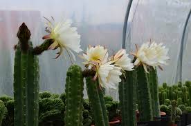 Discussion of san pedro cactus and its various cousins (trichocereus pachanoi, peruvianus, bridgesii, etc). Trichocereus Pachanoi San Pedro Ab 50 Korn