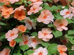Image result for Impatiens wallerana