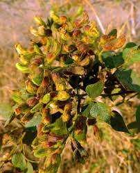 Image result for Rhynchosia resinosa