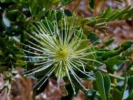 Image result for Maerua