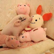 1 590 me gusta 107 comentarios lili lilitama0605 en instagram kiss the piglet pua lechon レッちゃんは相変わらず困り顔 ミニ ミニブタ ブタ マイクロ豚
