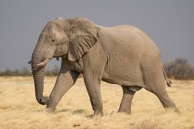 African bush elephant - Wikipedia