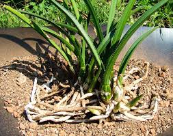 Image result for Eulophia