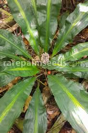 Image result for Palisota