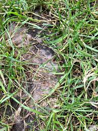 Are your leaves dusted with round patches of powder that looks like flour? What Are These White Fuzzy Growths On The Soil Of My Lawn Gardening Landscaping Stack Exchange