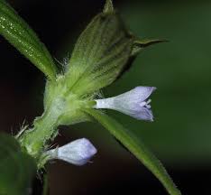 Image result for Spermacoce ruelliae