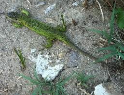 Recherche d'appartement ou villa en location de vacances dans le sud de la france (provence, alpes, côte d'azur, région montpellier). Lezard Vert Occidental