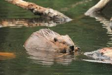 Beavers in the Berkshires