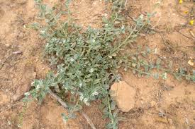 Image result for Euploca ovalifolia