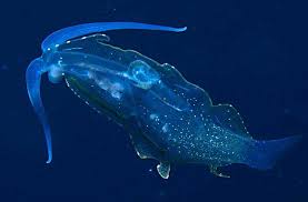 Image result for Phylohydrax