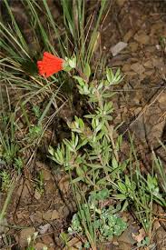 Image result for Kohautia cynanchica