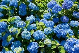 We did not find results for: How To Deadhead Hydrangeas Millcreek Gardens