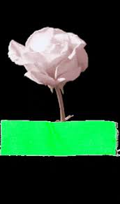 Beautiful pink roses, butterflies & blinking stars happy birthday card happy birthday! Flower Time Lapse Gifs Get The Best Gif On Giphy