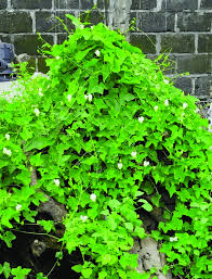 Image result for Coccinia barteri