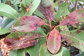 Entomosporium leaf spot is a fungal disease that causes small red spots on leaves that gradually. How To Plant And Grow Red Tip Photinia Gardener S Path