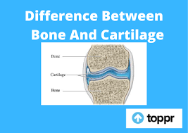 There is a printable worksheet available for download here so you can take the quiz with pen and paper. Difference Between Bone And Cartilage In Tabular Form