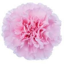 Thalia Wholesale Flowers Dianthus Flowers Flowers Uk