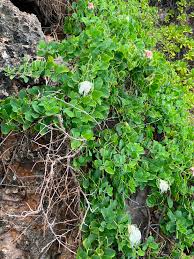 Image result for Capparis scheffleri