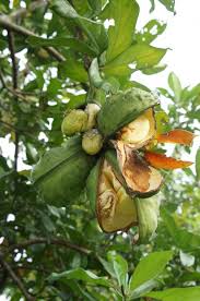 Pin On Les Fruits Et Legumes Exotiques