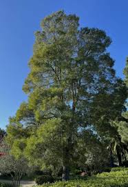 Image result for Acacia melanoxylon