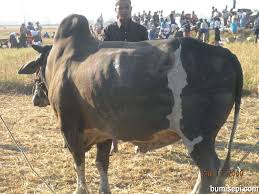 Ternakan lembu kambing sekitar kemaman terengganu. Lembu Yang Besar Dan Sihat Bumisepi Com