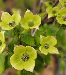 Image result for Cornus