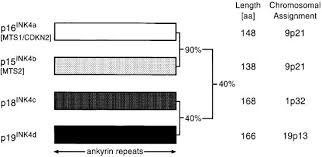 Reduce or stop your old age security repayments The Ink4 Family Of Cell Cycle Inhibitors In Cancer Oncogene
